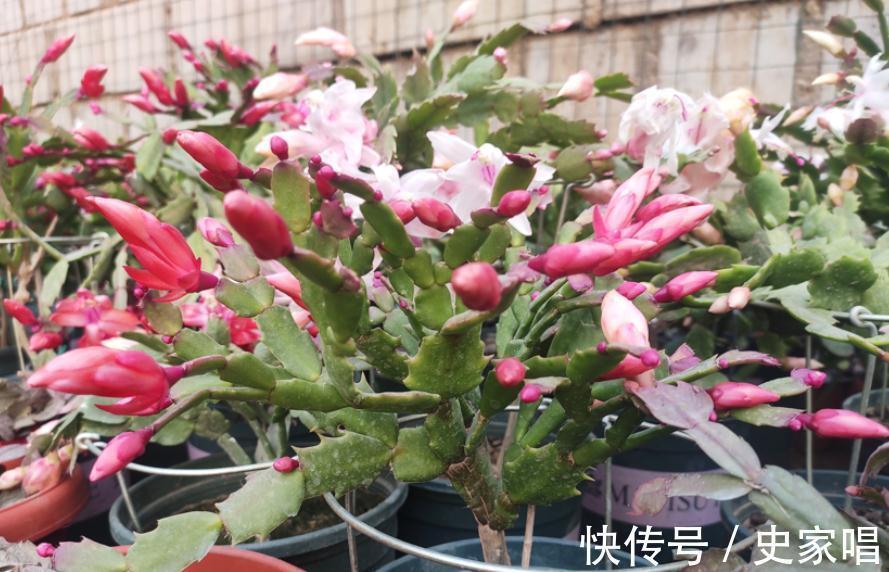 土质|掌握住4个小诀窍,11月居家盆栽蟹爪兰,开花就能又多又艳丽