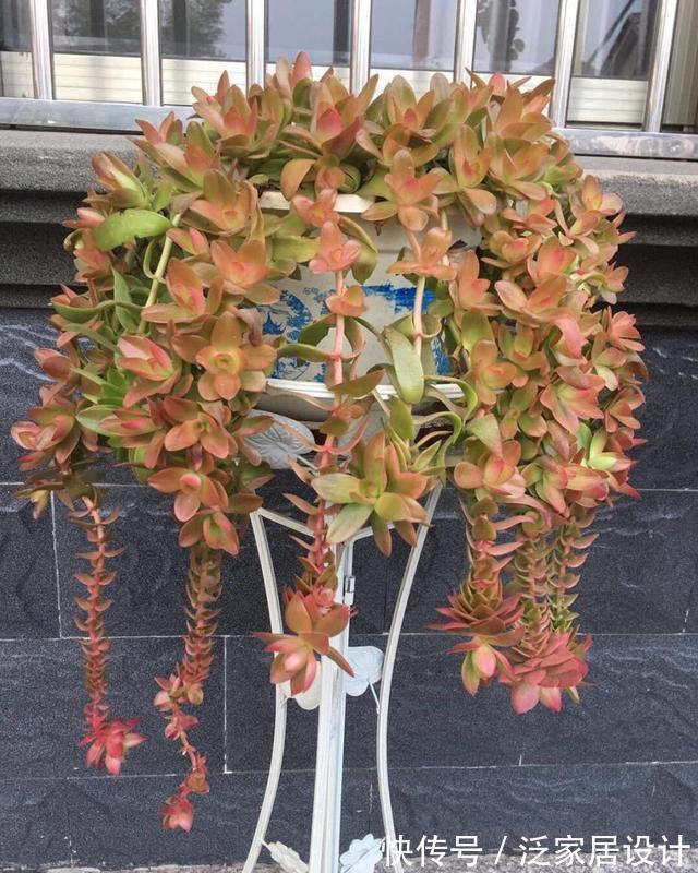 多肉|红色系多肉中经典品种火祭,挂起来养成垂吊桩,出了状态人见人夸