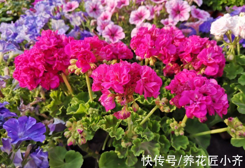 想养好天竺葵，要记住“4点”，即使是新手，也能养爆盆