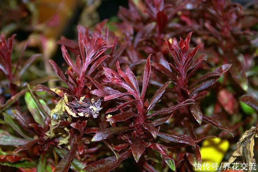 13种耐寒的盆栽花卉，零下20多度可存活，大部分南方也能种