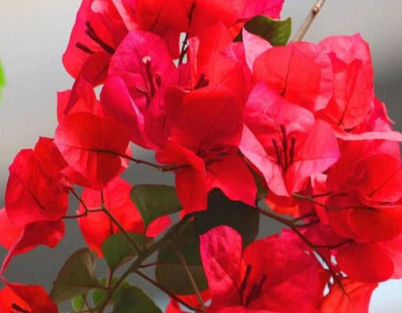 修剪|三角梅的养护方法全在这里,赶快看看,超级实用