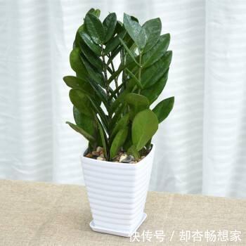 金钱树没精神老黄叶,挪个位置、剪两刀,植株粗壮、长得绿油油