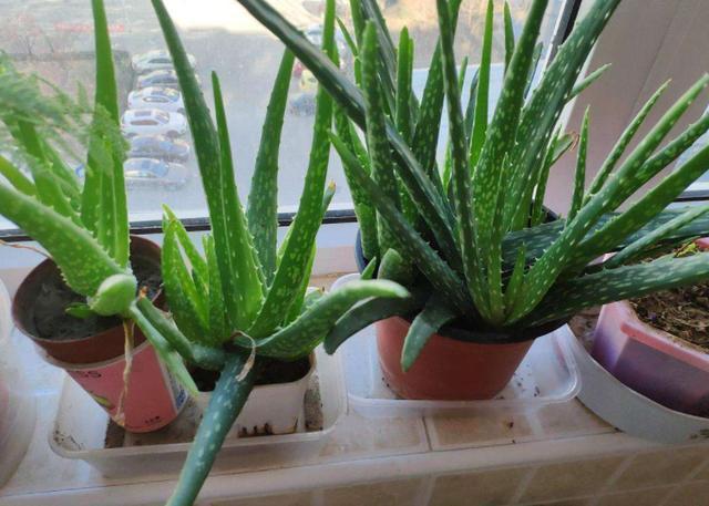 芦荟黄叶还烂根,大多浇水没浇对,四季这样浇水,反而长得更好