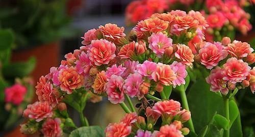 好看|忘了绿萝、吊兰吧,换上3种花,好看又好养,是家庭盆栽佳品