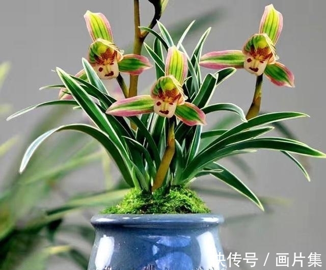 帝王妃|兰花珍品—矮种帝王妃，开花稳定，花香芬芳，文赏也可，武赏也行