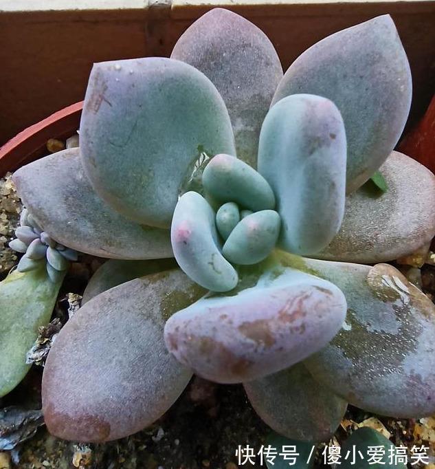 多肉有4个表现,证明已经“苏醒”,浇水施肥要跟上