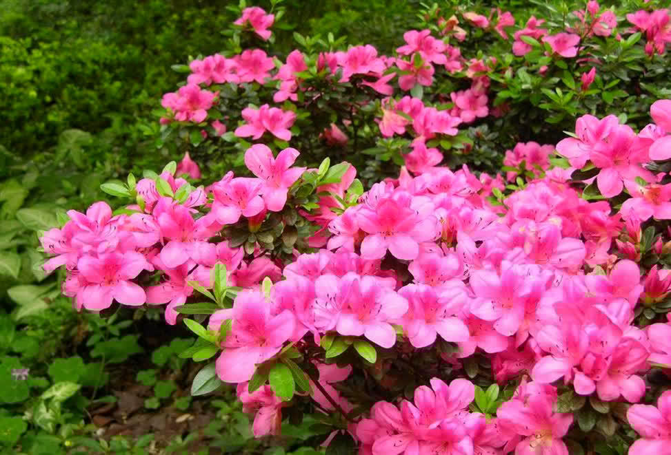 6种新手不要轻易尝试的植物，有需要特别注意的点，学一学