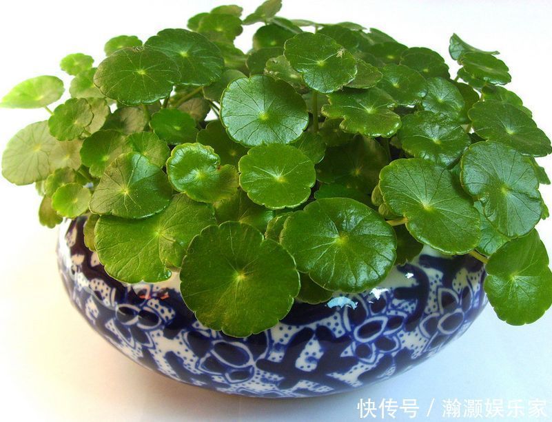 叶子|铜钱草养不好,3个方面原因要了解,学会了养得叶子铜钱大