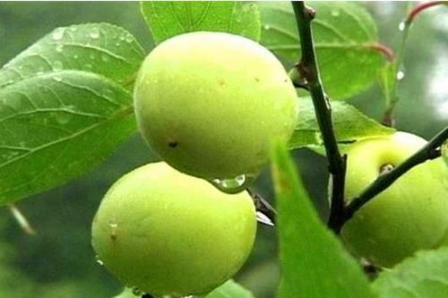 食物|正月养生正当时，以下食物要多吃，补气通便，补肾活血，长寿无忧