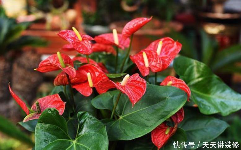 9种花开花植物,促花不能使用磷酸二氢钾,因为容易黄叶和僵苗