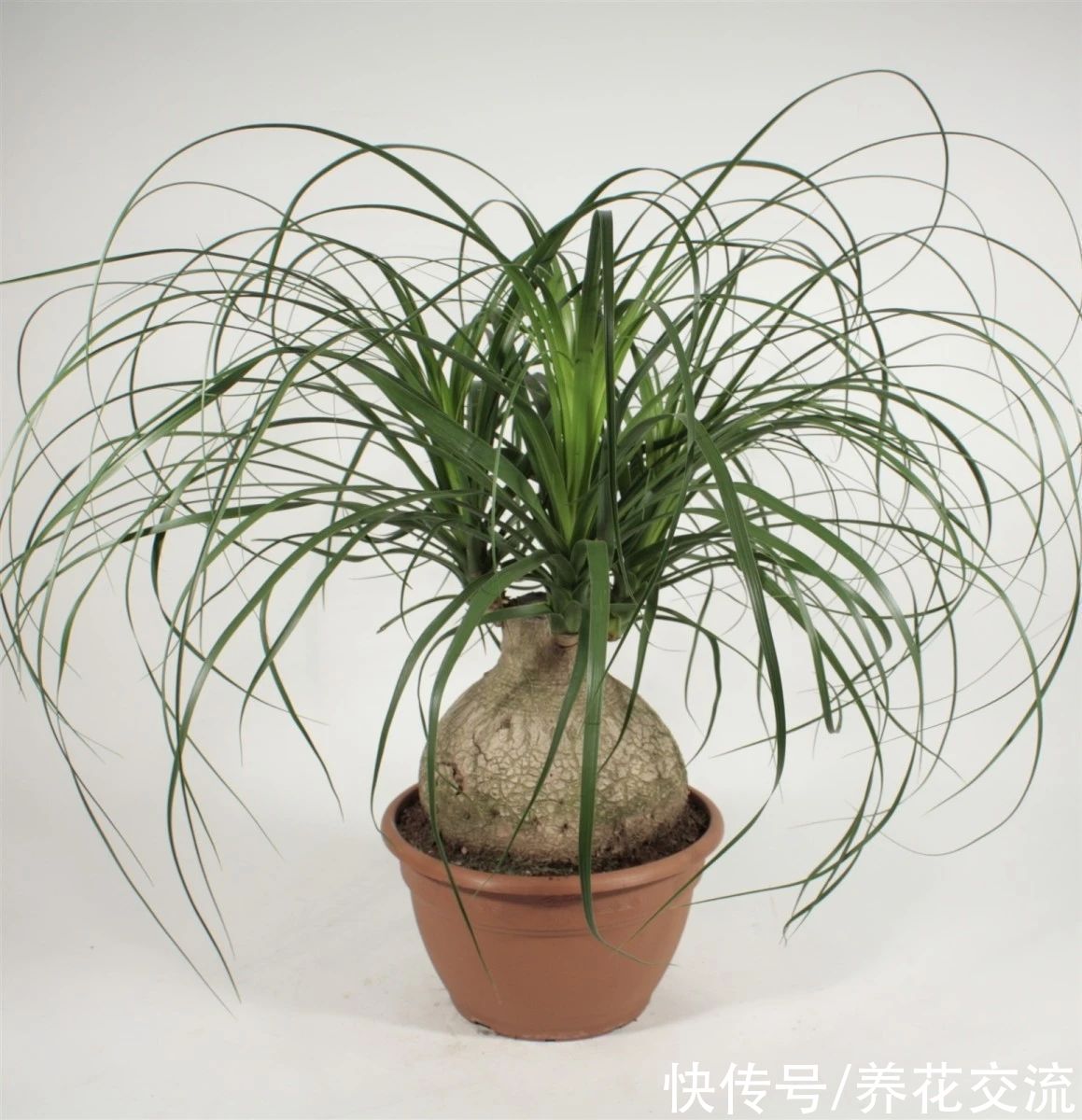 新手绿植选这几种不会错,容易养活,容易养出高颜值