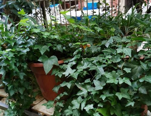 养花不能光靠“控水”预防烂根，从这几方面综合把控才能解决