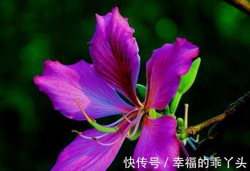 健康花|小雪节气要来,家里要有的3种“健康花”,寓意顺心如意福寿安康