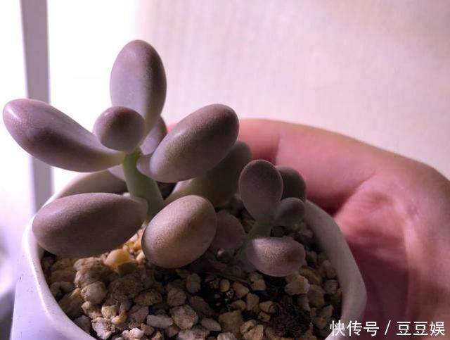 夏天来了,这些多肉最耐晒,度夏没问题,越养越肥厚