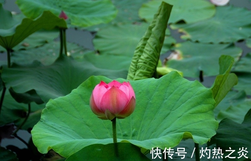 财神|九月，财神降临，积累财富，事业腾飞，生活愈发富足