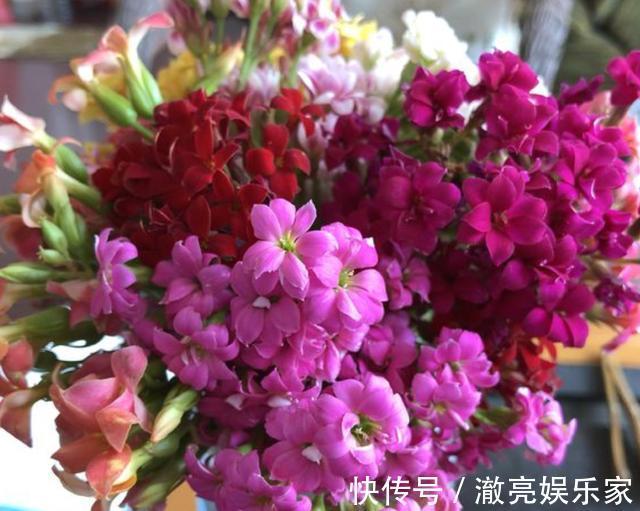 花苞|夏天盆栽“长寿花”,把4个“小细节”做好,天冷后冒花苞,美