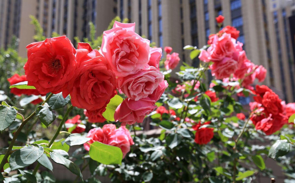 颜值担当|想要打造“高级”花园,春天种上“4种花”,颜值高,爱开花