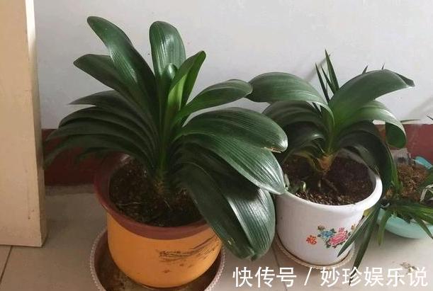 植物|修剪吊兰、发财树、长寿花,就参照割韭菜,半个月一茬刚好!