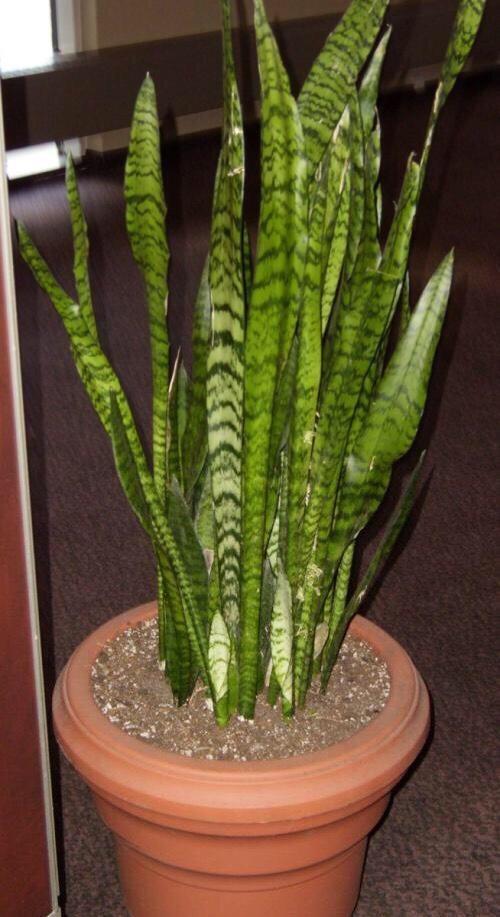 秋天养虎皮兰,盆里放一点它,叶肥厚苍翠,侧芽多,越长越旺盛