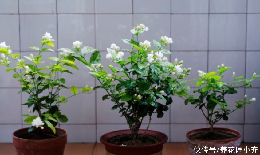 知识点|养花经常提到“要修剪”,修剪到底有啥用?这是个要懂的知识点