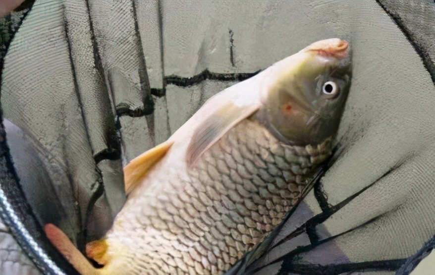 糜子|钓鲤鱼选对饵料才能钓大鱼,饵料按照这样去做,不咬钩都难