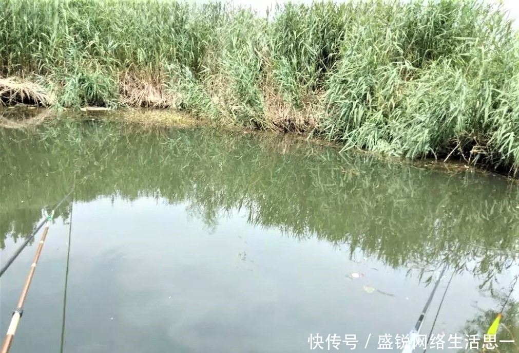 夏季|夏季野钓,突然无鱼口,不是钓技不好,原来是这几种因素