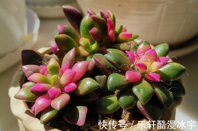 多肉“换盆”有什么困难，该怎么解决看“这”保准不出错