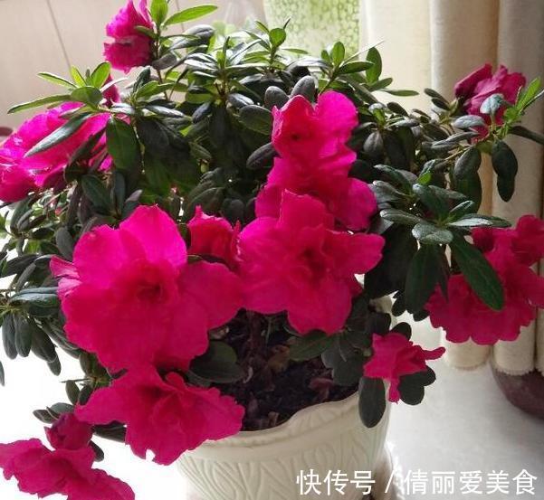 杜鹃花|北方四季分明，该如何盆栽杜鹃花？4个细节到位，养殖走捷径