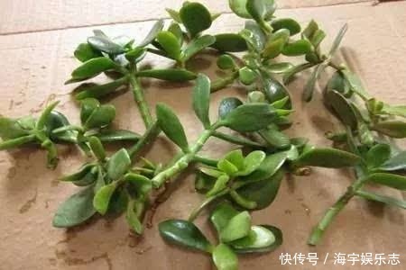 成活率|长寿花剪下来的枝条别浪费,教你插土里,一年不用买花了!