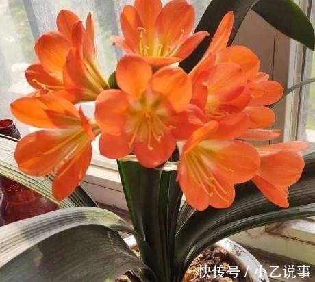 10种花,别着急往屋里搬,放外面冻20天,明年开花才旺