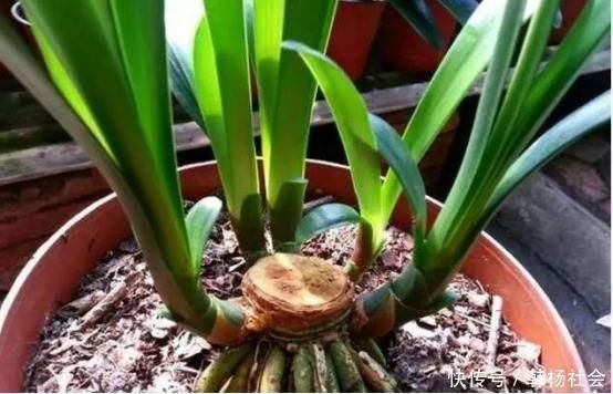 下面2种花枯死也别扔,把叶子全剪掉,它还能再“活”一次