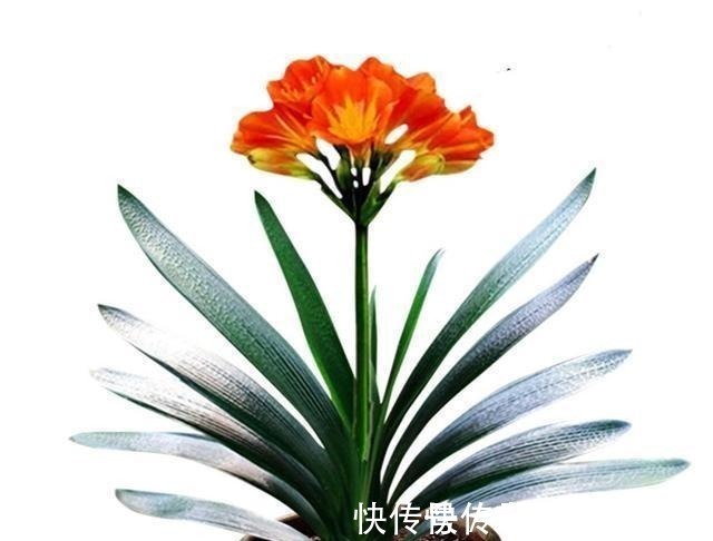 植料|不管养兰花还是君子兰，只要弄明白这一点，咋养也长得好