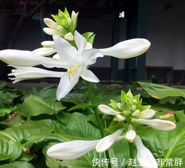 养花常见问题汇总，这5种植物，你注意这几点！