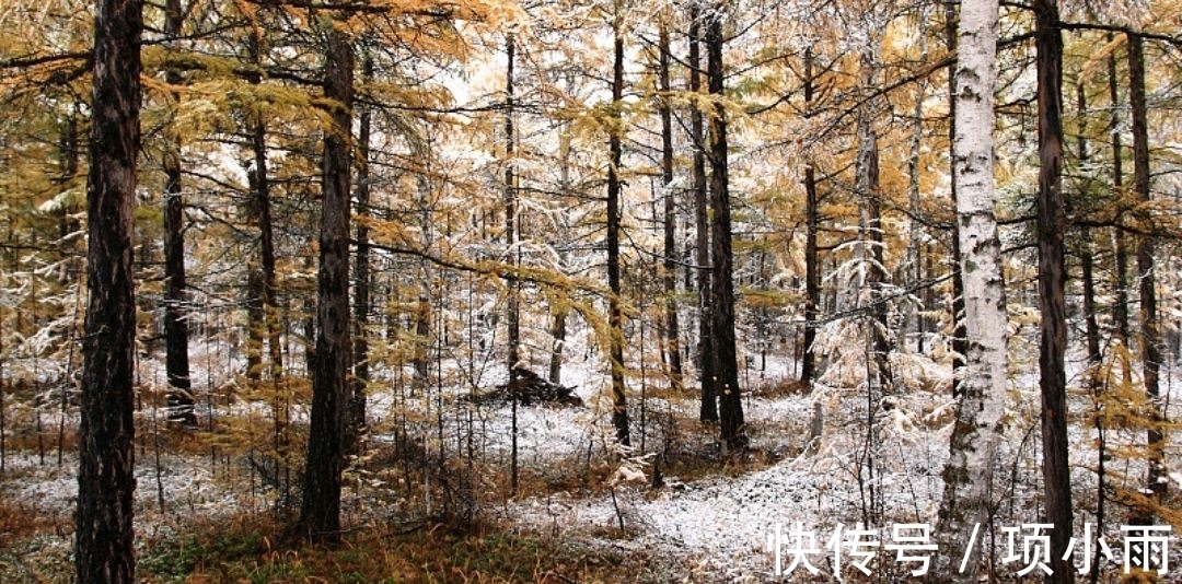 寻隐者不遇#魏野两首描写隐士的诗,清丽淡雅,余韵悠长,值得一读