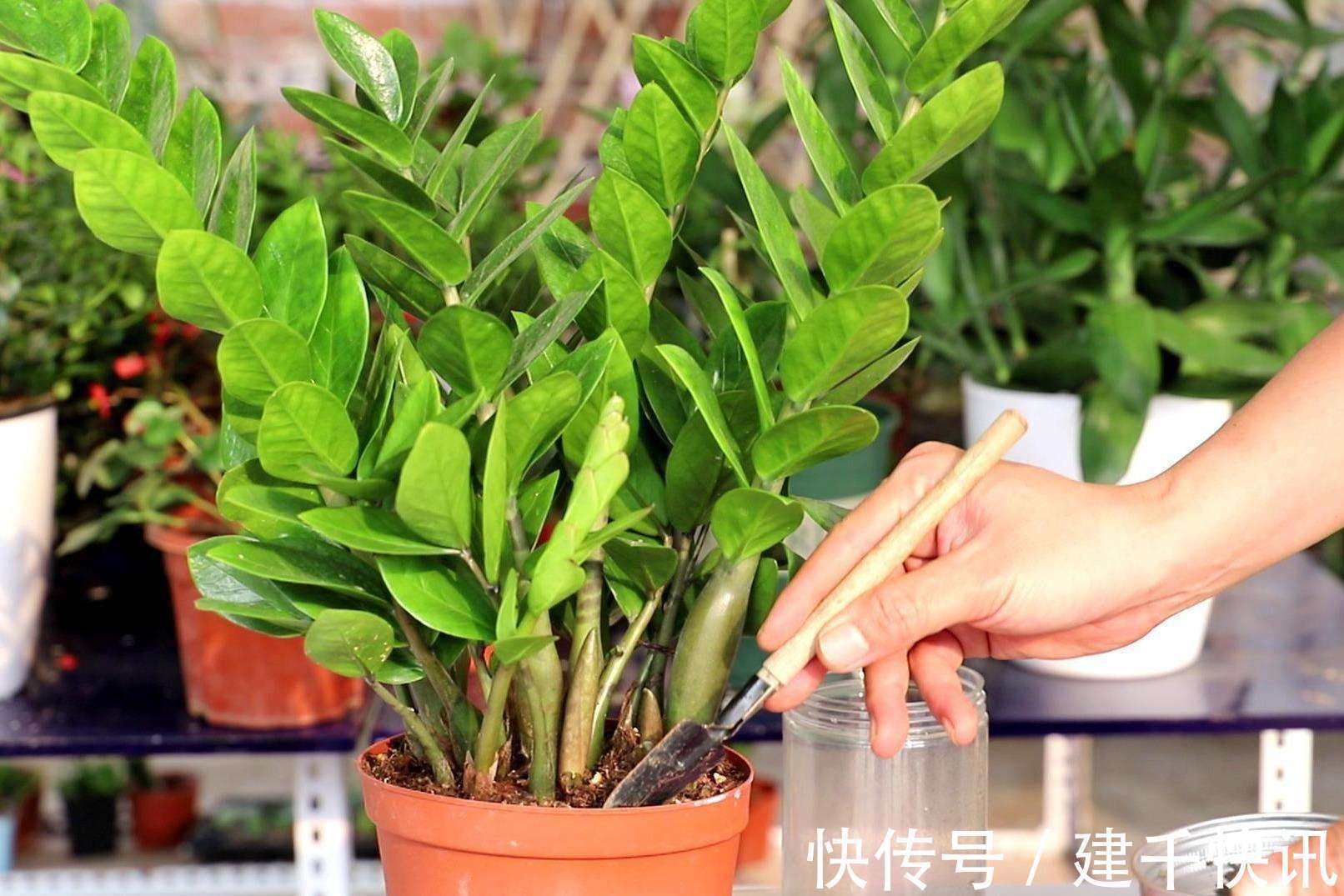 家里养6种花,把水浇得勤快了,容易烂根、黄叶,需要当心