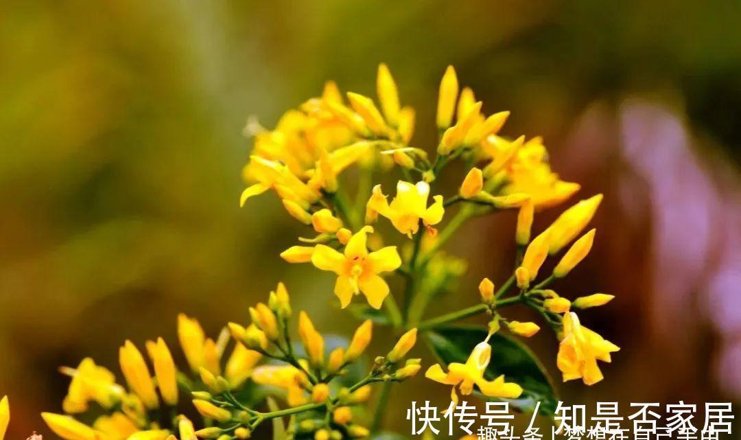 汁液|毒性很强的“网红花”，商家告诉你它有多好看，闭口不提它有多毒