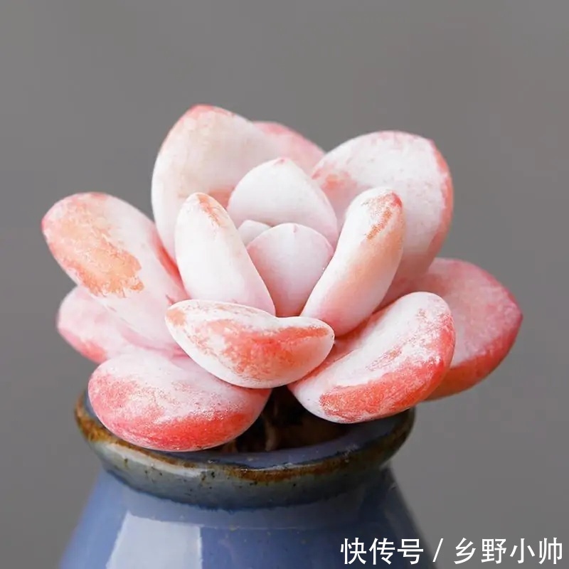 小帅|确认过眼神,遇上对的你,说说那些让人“一见钟情”的多肉