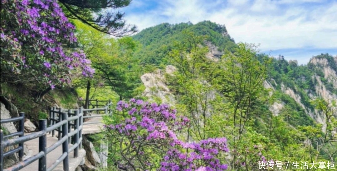 杜鹃花|近日，河南一著名景区内多个山头被一株株杜鹃花覆盖，美不胜收！