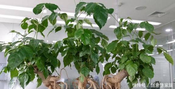 柠檬树|家庭养花不如种树,盆栽柠檬、清香木、九里香,屋里四季飘香