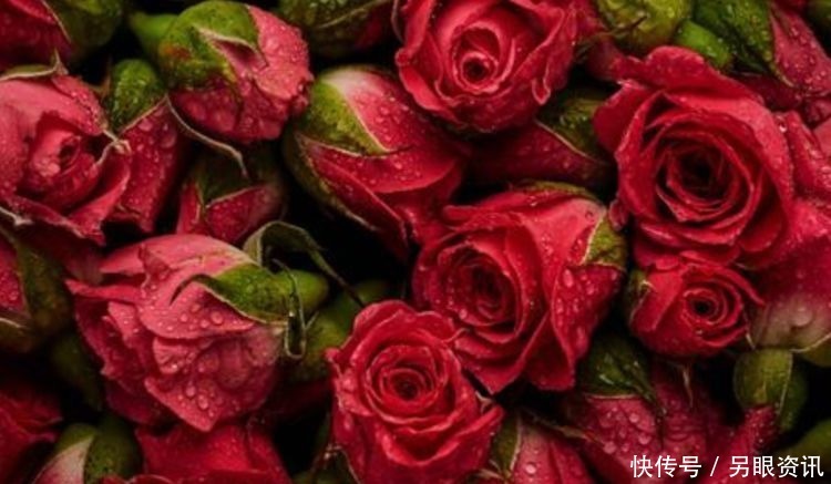 喜欢玫瑰,就养盆“精品玫瑰”红玫瑰,花开红色似火,美艳优雅!