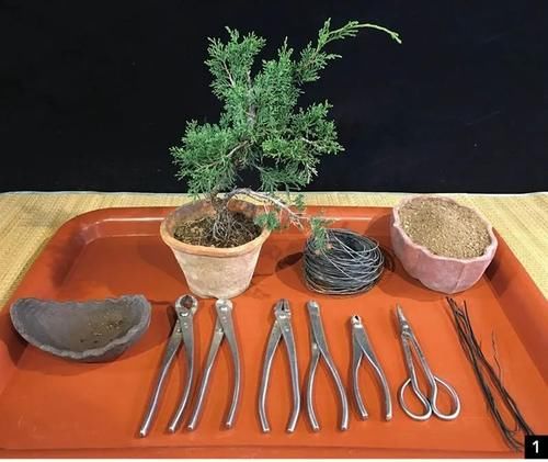 风动式的真柏盆景婀娜多姿，撩得我手定要上手一试！