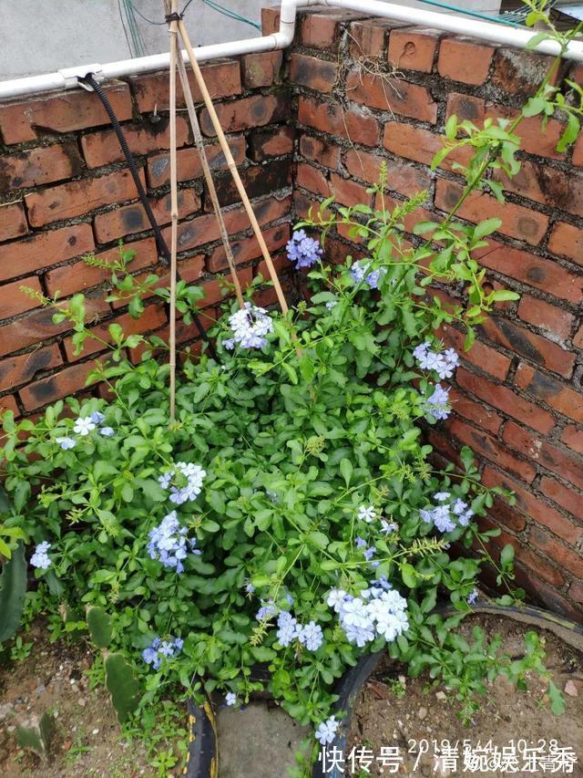 10种“垃圾”不要丢,拿来养花效果好,还能省下一笔钱