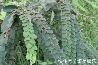 关节炎|农村几种野草是美味养生菜，用于肝脾肿大，关节炎，月经不调