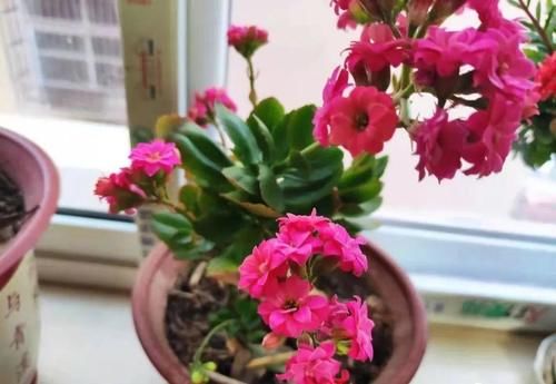 这几种年宵花赶紧搬到家里，不但增加过年喜庆气息，种植还容易