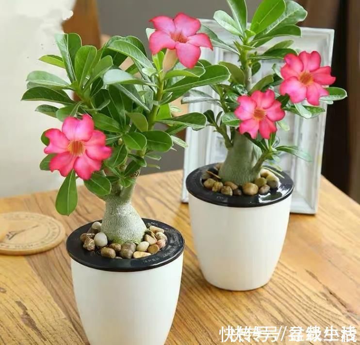 花友|养耐旱花,选4种准没错,浇水勤快反而不好