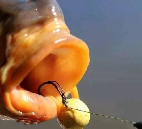 在欧洲钓鲤鱼是一项非常高大上的运动,一套装备要几干欧