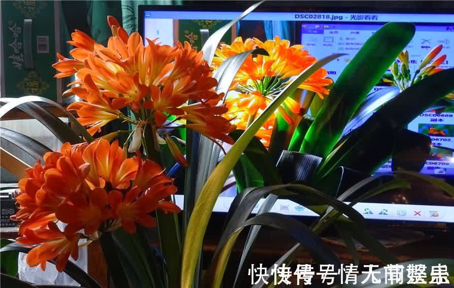 吉祥|12种花,建议养一盆,不仅吸收废气,还有“旺财添福”的美好寓意