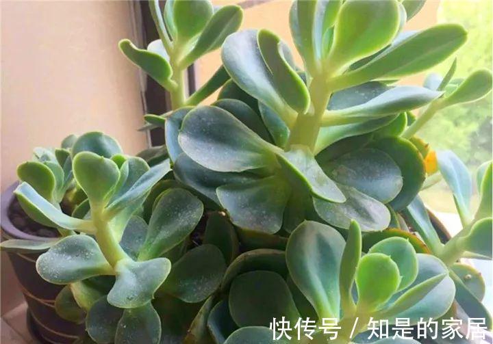 多肉|给花赶紧摘叶子,掐光后别浇水,立马又冒10个芽