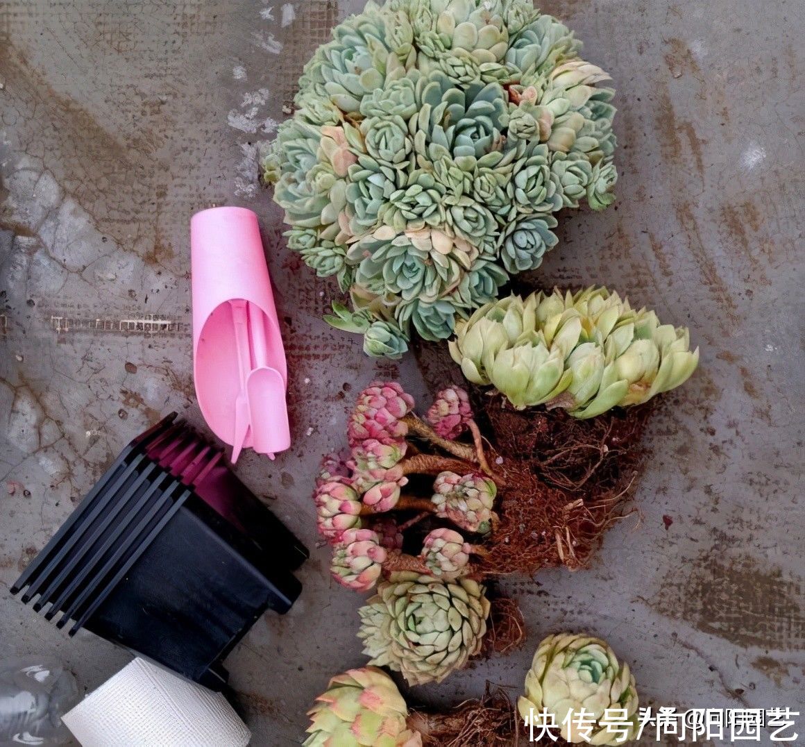 买回家的多肉不发根，僵苗，其实是你没修根，上盆前要修根