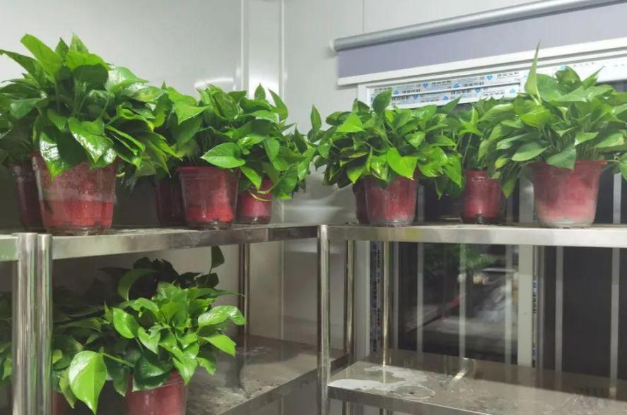 把握住这5个技巧,小叶绿萝变大叶绿萝不是梦,茎长得更长